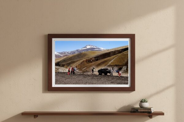 Yak Ploughing in Spiti – Himalayan Rural Life Wall Art